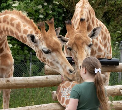 Safari Zoo Vouchers