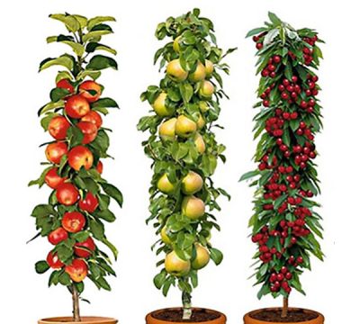 Pillar Fruit Trees - Apple, Cherry and Pear