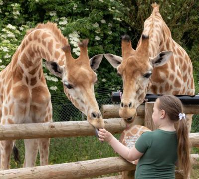 Safari Zoo Cumbria Vouchers