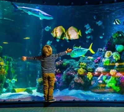 SEA LIFE London Aquarium - Half Price Single Person Pass