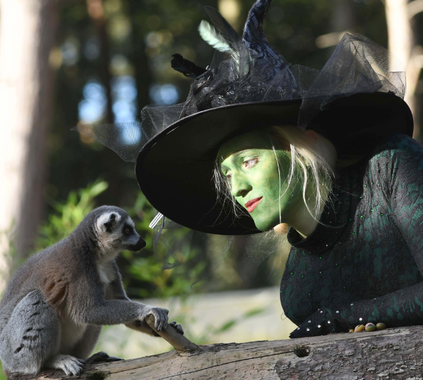 Yorkshire Wildlife Park - Let's Go Halloween Event Passes