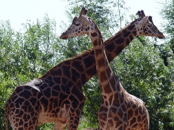 south lakes safari zoo discount voucher
